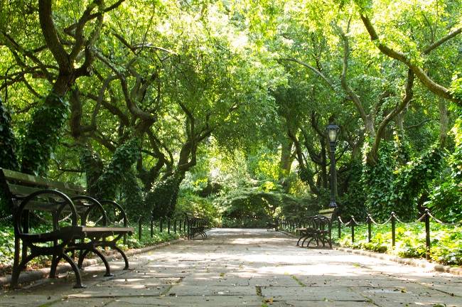 Central Park Wedding